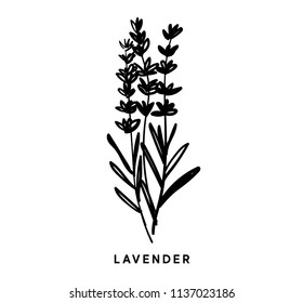 Vector black and white illustration of lavender. Bouquet of flowers. Mountain Lavender. Lavender icon, black silhouette. Branches of lavender