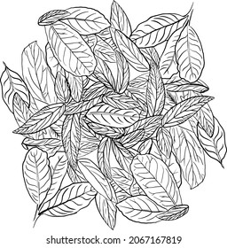 Vector black and white illustration of leaves