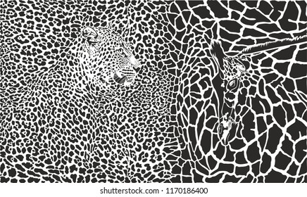 vector black and white illustration of leopard and giraffe 