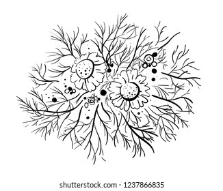 Vector black and white illustration of medicinal chamomile. Ingredient for cosmetics, tea, medicine. Print design. Isolated camomile on white background