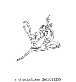Vector black and white illustration of moringa tree branch with flowers. Hand drawn botanical plant. Organic product. For cosmetology and medicine. Vintage engraved style. Isolated background.