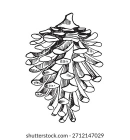Vektorgrafik einer Kiefernzapfen in Schwarz-Weiß. Kiefer, Fichte, Zedernkegel einer Nadelpflanze, handgezeichnet mit Tinte. Geeignet für Urlaubsdesign, Weihnachtskarten, Verpackungen, Papier, Textilien.