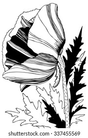 Vector black and white illustration with poppy. Hand drawn flower. 