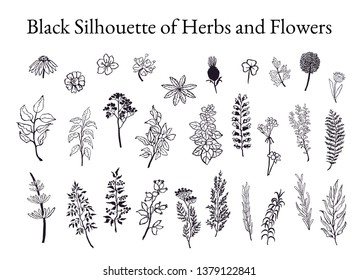 Vector Black White Illustration Set Herbs Stock Vector (Royalty Free ...