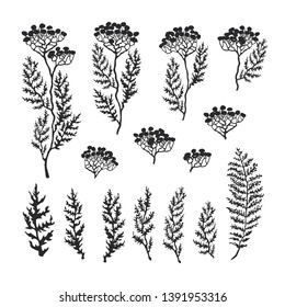 Vector black and white illustration set of herbs, plants and flowers. Hand drawn graphic sketches for you design