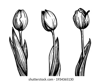 Tulips Sketch Stock Illustrations Images Vectors Shutterstock