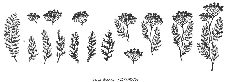 vetor preto e branco ilustração conjunto de ervas plantas e