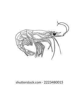 Vector black and white illustration of shrimp on a transparent background