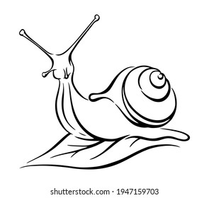 Vector black and white illustration of a snail on a leaf