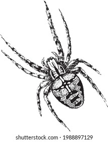 vector black and white illustration of a spider