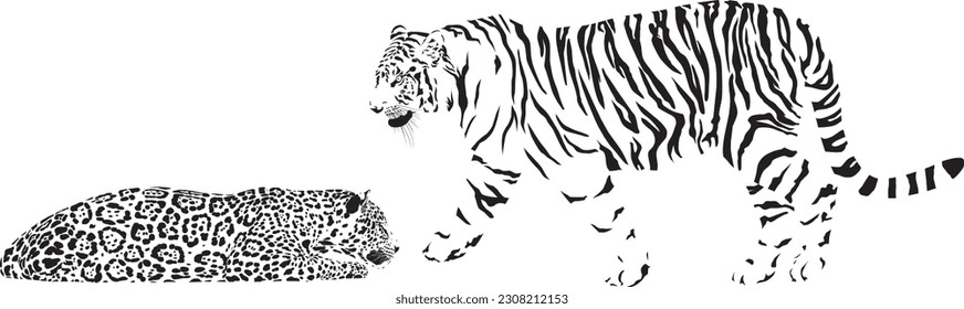 vector black and white illustration of a tiger and a lying leopard