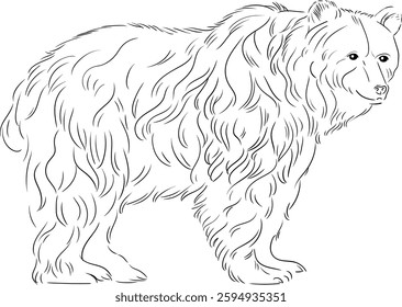  Vector black and white image of a bear with long and thick fluffy fur, made in a linear style. The detailing of the fur highlights the majestic and wild nature of the animal.