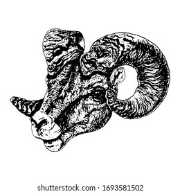 Imagen vectorial en blanco y negro de la cabeza de carnero dibujado a mano