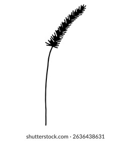 Vector black and white image of a spikelet. Botanical decorative element.