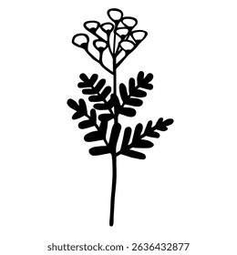 Vector black and white image of tansy flower. Botanical floral decor element.