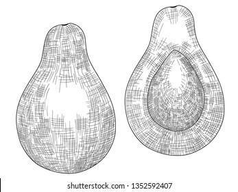Vector black and white image of a whole and halved avocado. Hand-drawn. EPS 10.