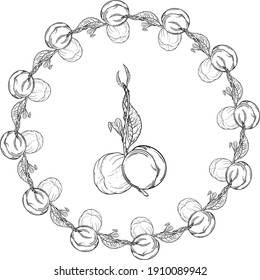 Vector black and white isolated wreath with fruit. Peach. Wreath. Twig.