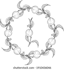 Vector black and white isolated wreath with fruit. Peach. Wreath. Twig.