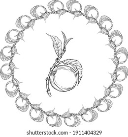 Vector black and white isolated wreath with fruit. Peach. Wreath. Twig.