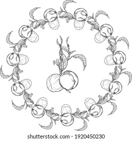 Vector black and white isolated wreath with fruit. Peach. Wreath. Twig.