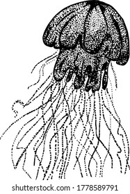 Vector black and white jellyfish. Minimalistic graphics. Cute vector flat illustration. Tattoo sketch