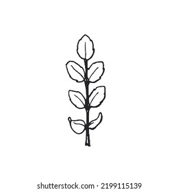 silueta de hoja vectorial negra y blanca aislada en fondo blanco, gráficos dibujados a mano en estilo doodle, logo, etiqueta, impresión, tatuaje, fragancias, suplemento
