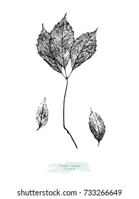 Vector black and white leaves of wild grape; stylized as stamp or imprint; rustic or boho style, elements for decorative floral design