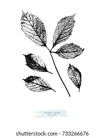 Vector black and white leaves of wild grape; stylized as stamp or imprint; rustic or boho style, elements for decorative floral design
