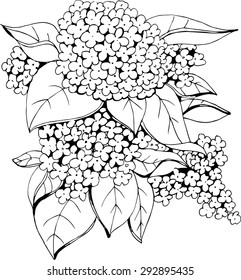 vector black and white  lilac  for wedding and cosmetic design