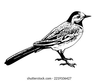 Vector black and white line art of wagtail bird side view illustration