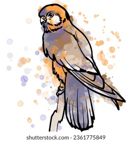 Vector black and white line art with watercolor background illustration of small bird of prey, kestrel.