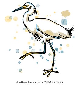 Vector black and white line art and watercolor illustration of egret bird.