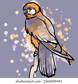 Vector black and white line art with watercolor background illustration of small bird of prey, kestrel.