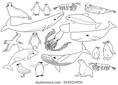 Vector black white line set of animals in Antarctica. Hand drawn outline collection of whales, penguins, skua, krill, seals, porpoise.
Isolated illustrations on white background for coloring book