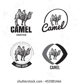 Vector black and white logo set with desert camel. The camel as main element of logotypes on white background