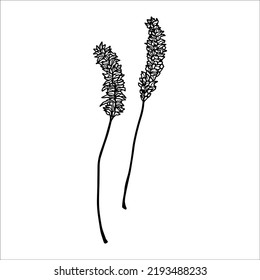 Vector black and white outline illustration of two wildflowers. Set of two beautiful flowers for your design.