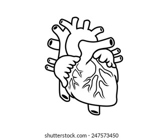 53,983 Human heart drawing Images, Stock Photos & Vectors | Shutterstock