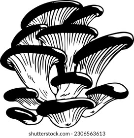 Vector black and white oyster mushrooms doodle style isolated on white background