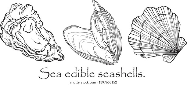 Vector black and white pattern of seashells, mussels, scallop