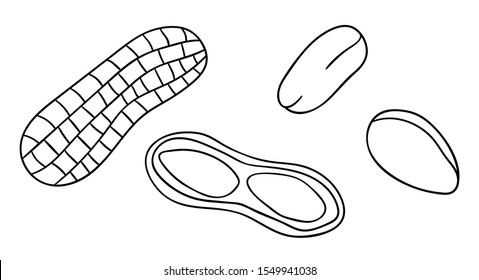 Vector black and white peanut icon. Set of isolated monochrome nuts. Food line drawing illustration in cartoon or doodle style isolated on white background
