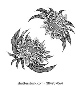 Vector Black and White Peony Flower Illustration
