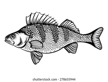 Vector Black and White Perch Fish Illustration