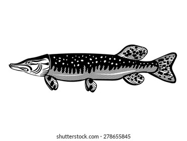 Vector Black and White Pike Fish Illustration