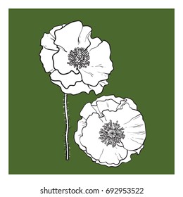Vector black and white poppy flower blooming. Isolated illustration on a green background. Realistic hand drawn blossom with stem.