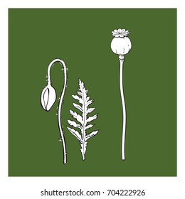 Vector black and white poppy flower stem with closed bud , leaf set. Isolated illustration on a green background. Realistic hand drawn blossom with stem.