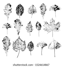 Vector black and white prints of leaves of pear, apple tree, poplar, mulberry, bingo bilobo, maple, grape.