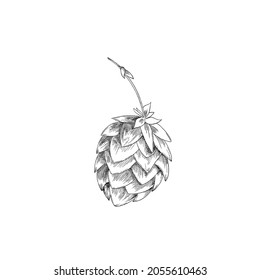 Vector black and white retro hand drawn illustration of cone or hop flower isolated on white background. Design element in style of an engraving.