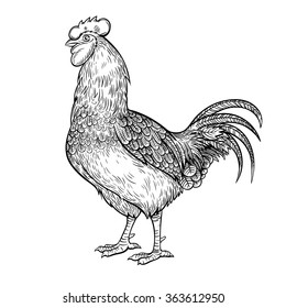 Vector Black and White Rooster Illustration