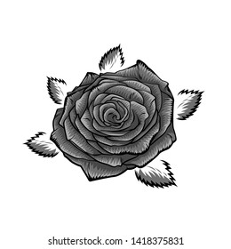 Vector black and white rose, vector illustration isolated on white background
