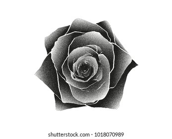 Vector black white rose silhouette on white background. Stipplism dots art